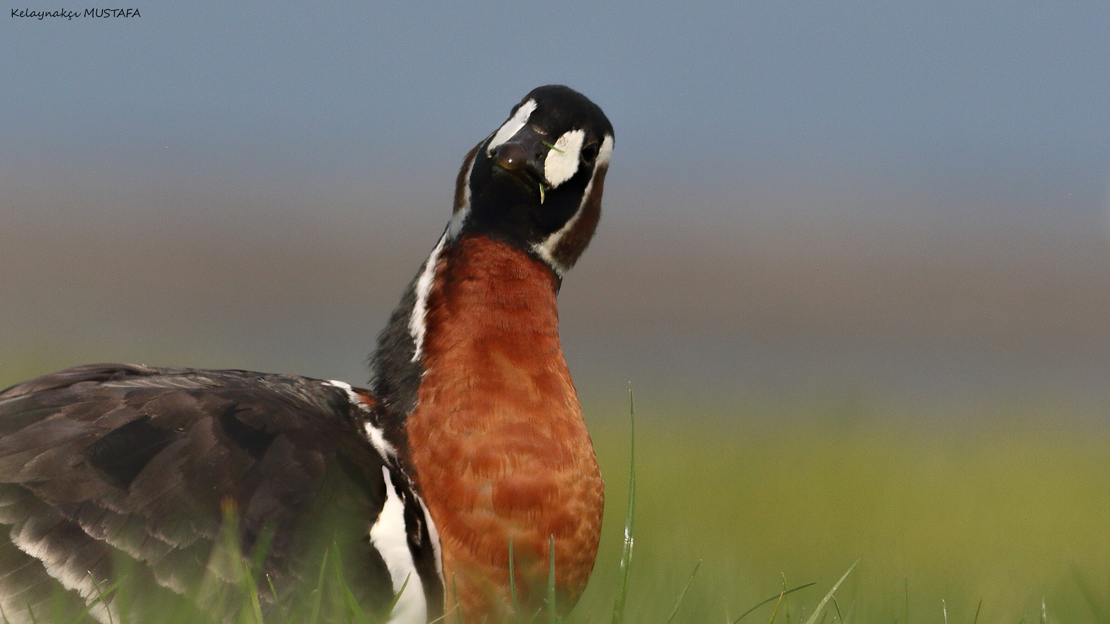 Red-breasted Goose